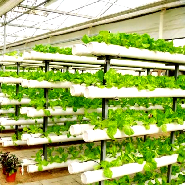 Outdoor Hydroponic Tower Grow  - Hydroponic System review and price