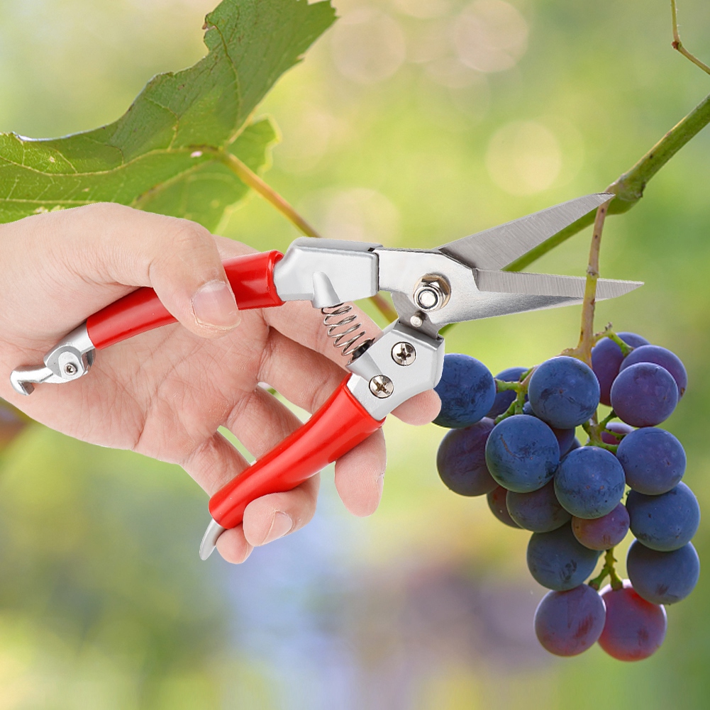 Plant Pruning Shears Straight  - Pruning Shears review and price