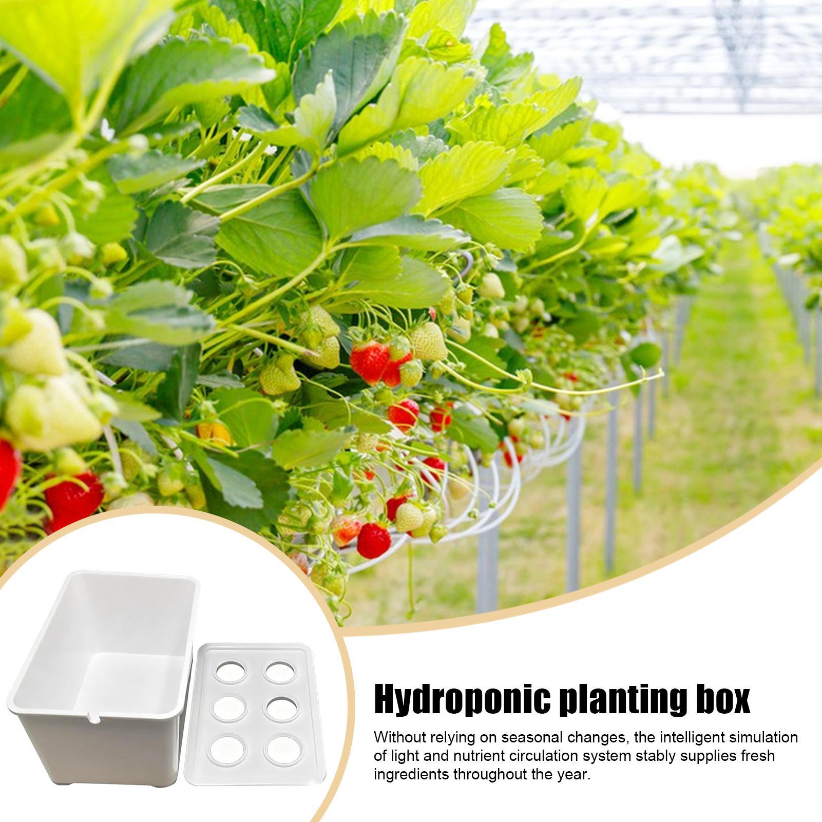 Hydroponic Planting Kit Beginn - Hydroponic System review and price