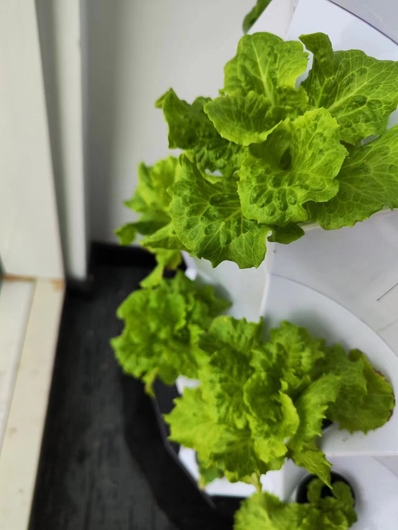 Farm Auto Irrigation Drip Kit  - Hydroponic System review and price
